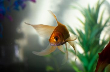 Immerse-yourself-in-a-captivating-underwater-world_-unique-and-inspiring-DIY-fish-tank-ideas