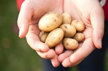 Unearth-the-joy-of-growing-your-own-potatoes_-a-comprehensive-guide